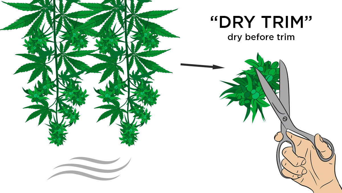 Trimming Guide How To Trim Your Cannabis Flowers Fast Buds