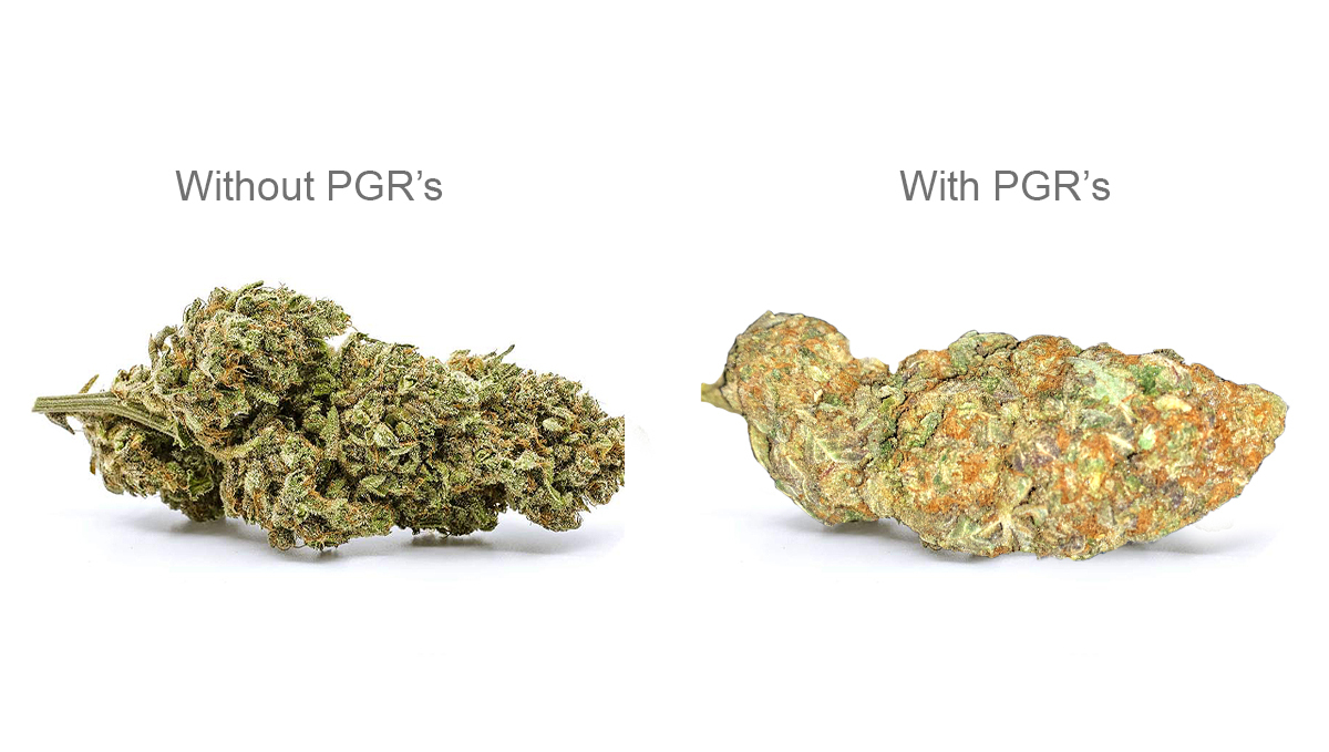 How To Tell If Weed Is Sprayed PGR Weed – What Is Plant Growth Regulators and How to Spot it | Fast Buds