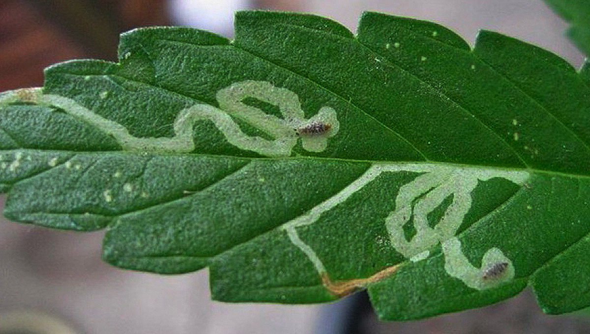 Most Common Pests In Cannabis: Leaf Miners | Fast Buds