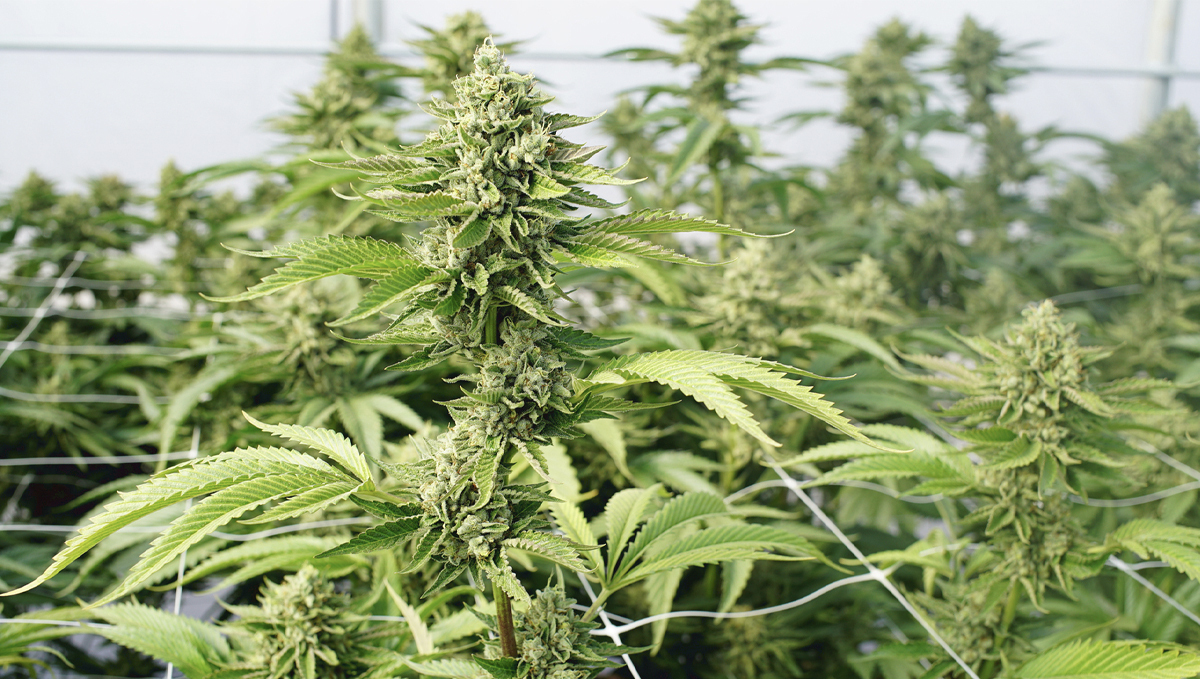 Die Anatomie der CannabisPflanzen Vom Samen bis zu den Buds Fast