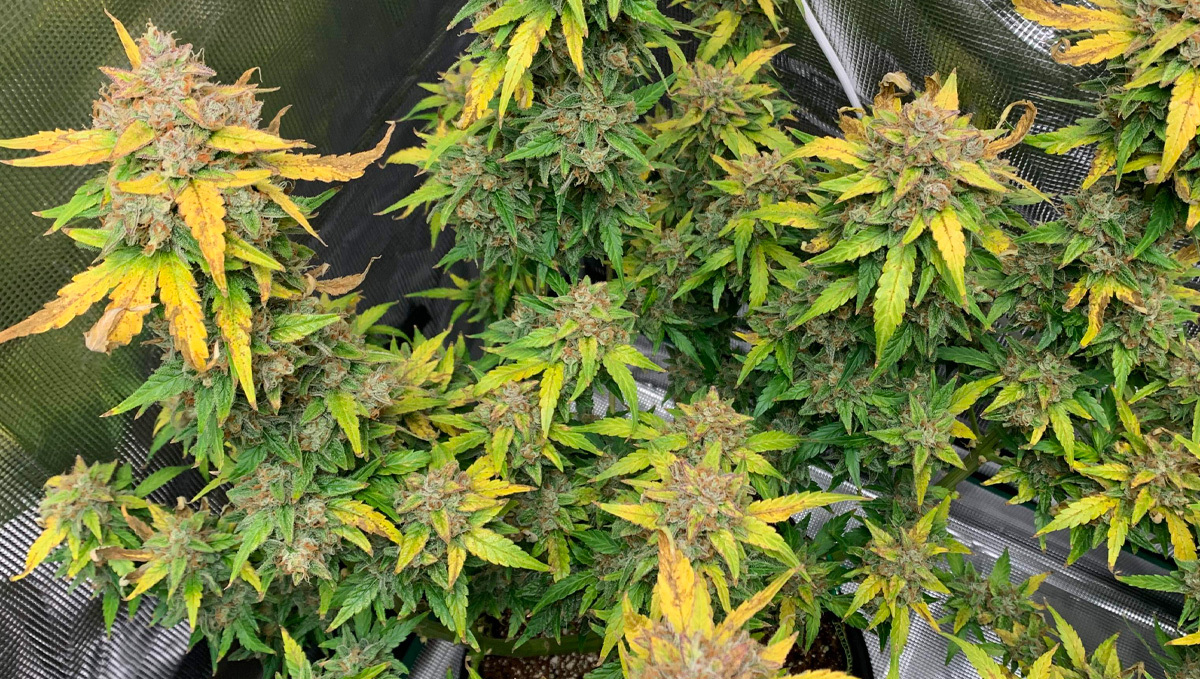Wann ist meine Autoflower erntereif? So erkennst du es! Fast Buds