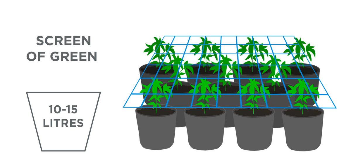 Beste Topfgröße für Autoflower Fast Buds Autoflowering Hanfsamen