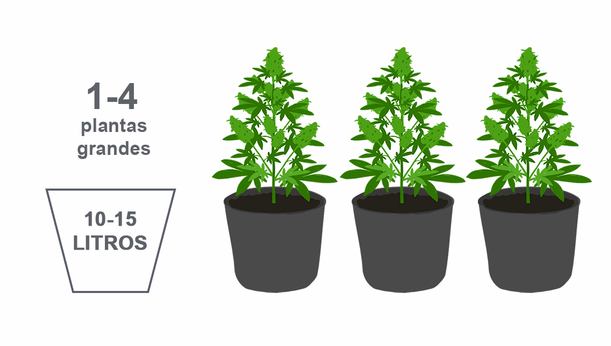 Melhor tamanho de vaso para autoflorescentes: plantas grandes