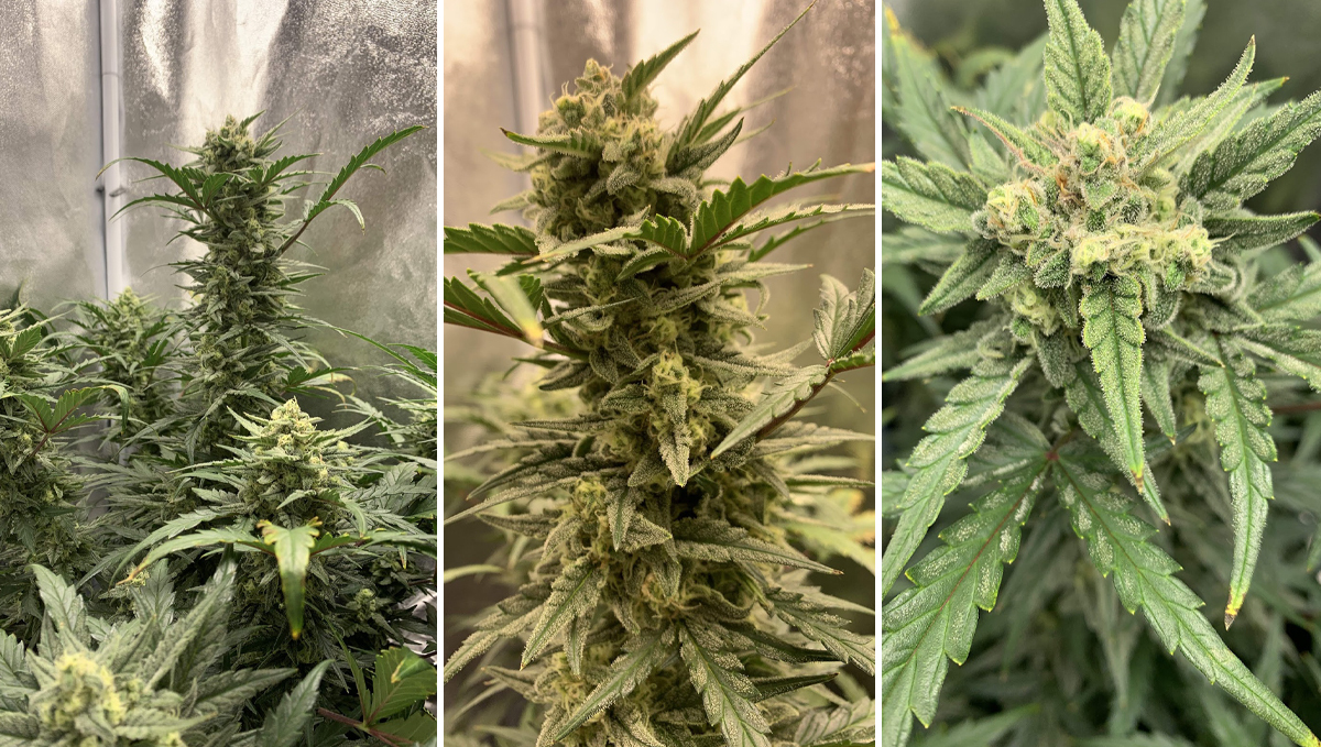 Sour Diesel Auto Cannabis Strain WeekbyWeek Guide Fast Buds