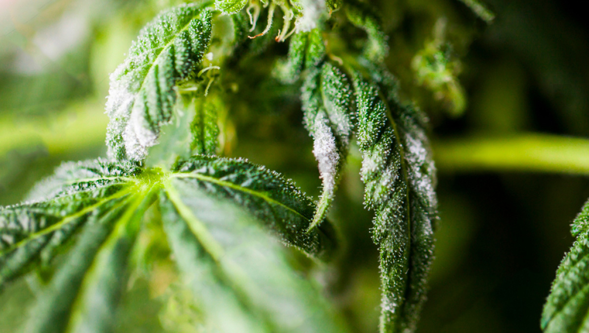 White Mold On Buds While Drying Mold On Cannabis Plants: All You Need To Know | Fast Buds