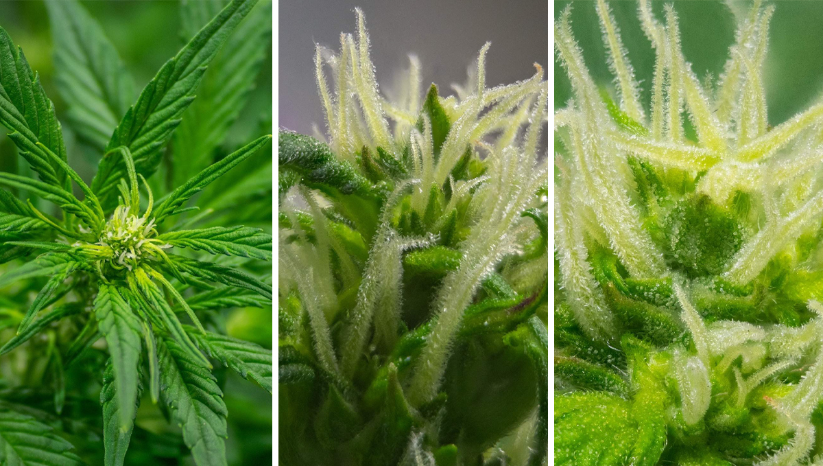 Wie man erkennt, wann Autoflowers blühen Wochenweise GrowAnleitung