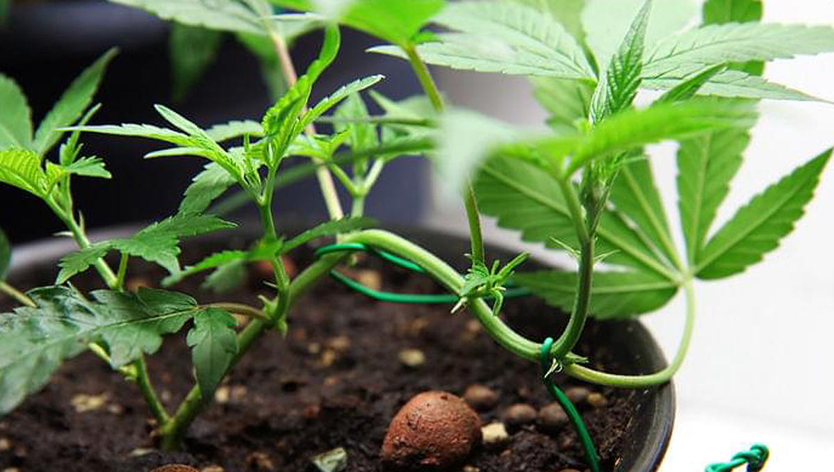 Low Stress Training (LST) Autoflower Cannabis When to Start LST Weed