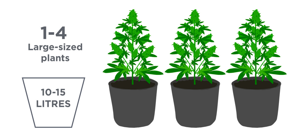 Beste Topfgröße für Autoflower Fast Buds Autoflowering Hanfsamen