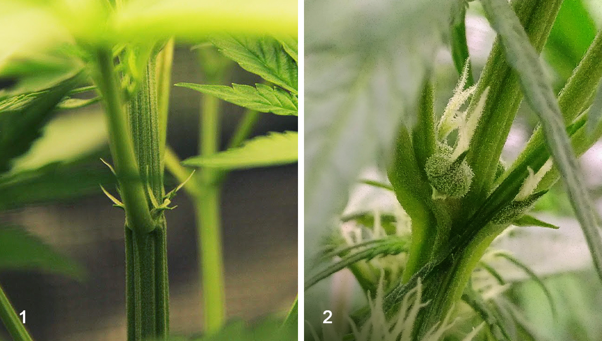 First signs of flowering stage weed guide to cannabis budding week by