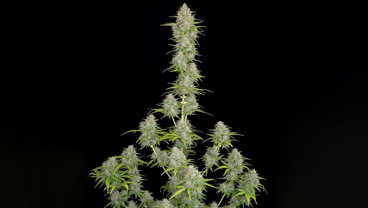 The Top 5 Best Sativa Autoflower Strains | Fast Buds
