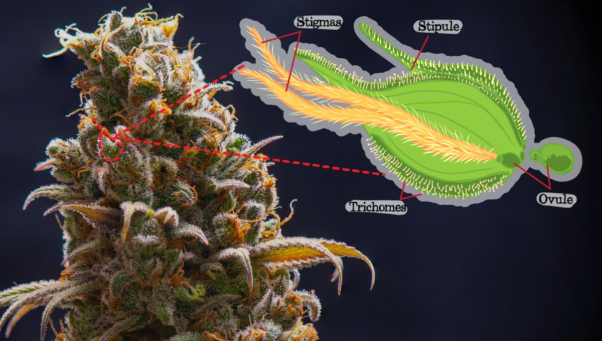 Die Anatomie der CannabisPflanzen Vom Samen bis zu den Buds Fast
