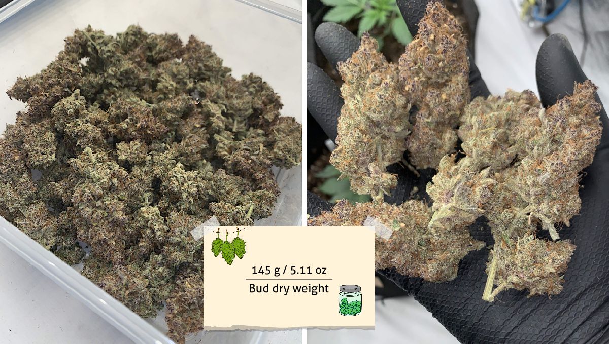 Banana Purple Punch Auto Cannabis Strain WeekbyWeek Guide Fast Buds