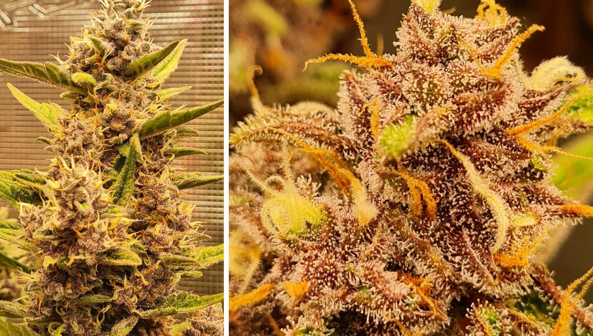 Banana Purple Punch Auto Cannabis Strain WeekbyWeek Guide Fast Buds
