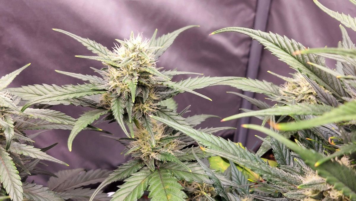 Banana Purple Punch Auto Cannabis Strain WeekbyWeek Guide Fast Buds