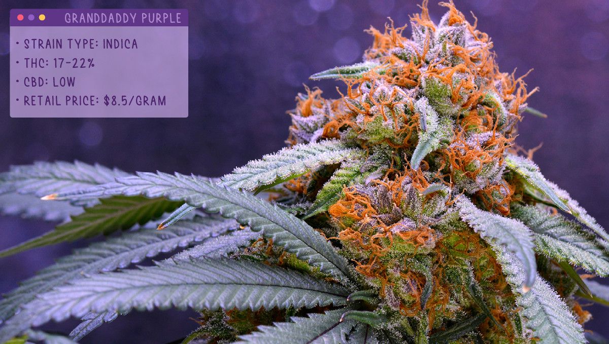 Best Weed Strains In Schedule 1 22 Best Weed Strains to Try in 2022 | Fast Buds