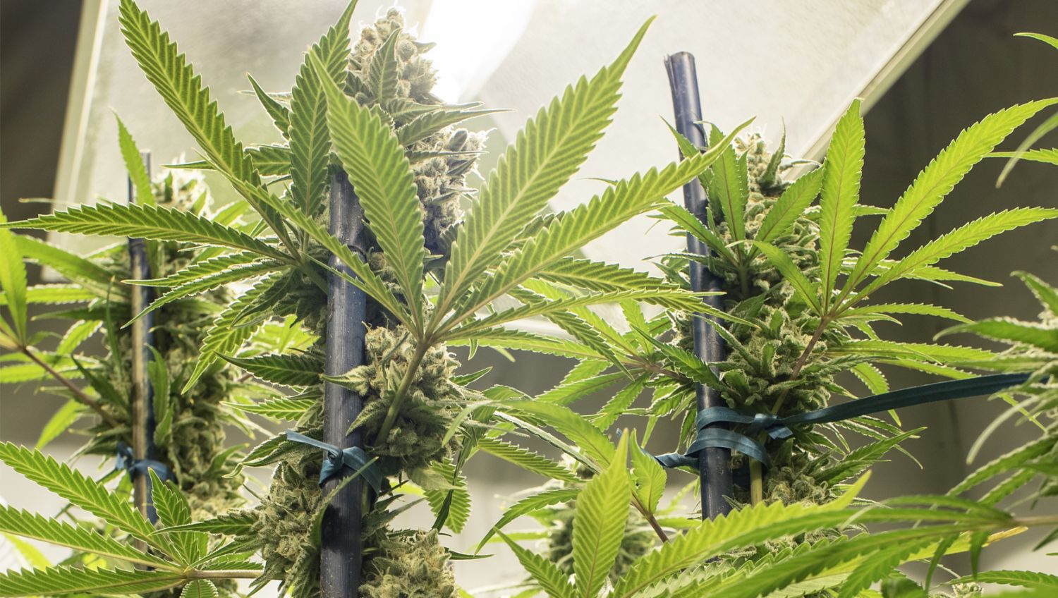 Ultimativer Leitfaden AutofloweringCannabis Anbauen Fast Buds