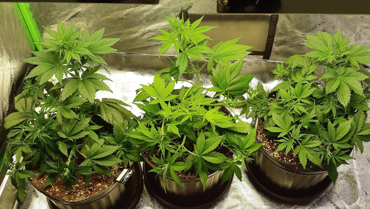 LSD-25 Auto Cannabis Strain Week-by-Week Guide | Fast Buds
