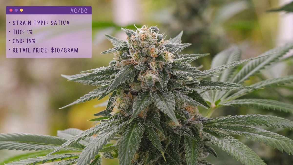 Best Weed Strain In Schedule 1 Best Weed Strains for Anxiety | Fast Buds