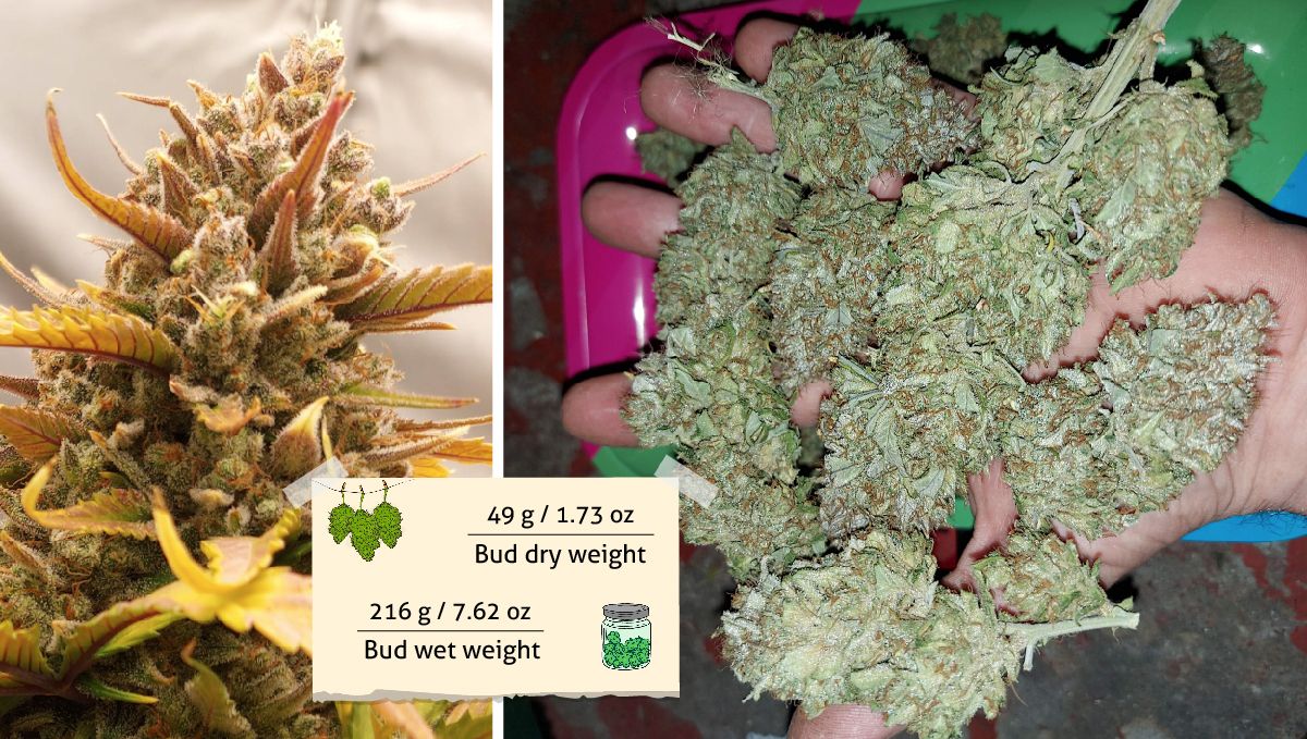 Banana Purple Punch Auto Cannabis Strain WeekbyWeek Guide Fast Buds