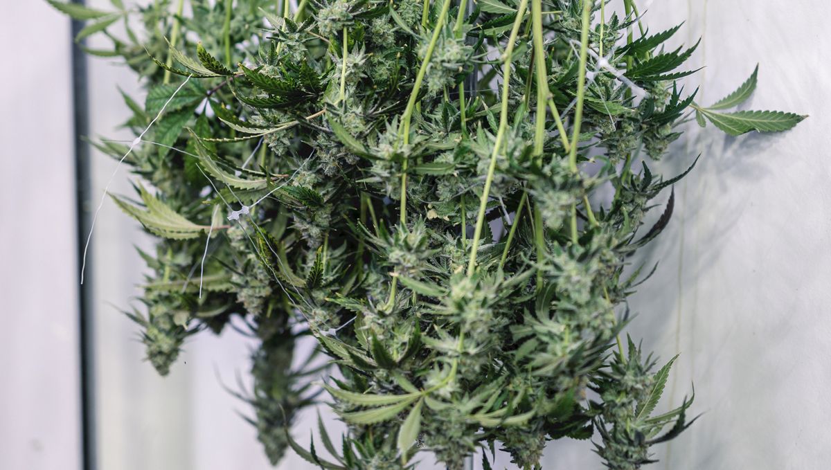 How To Know When Weed Is Dry The Ultimate and Exhaustive Guide to Mastering Cannabis Drying