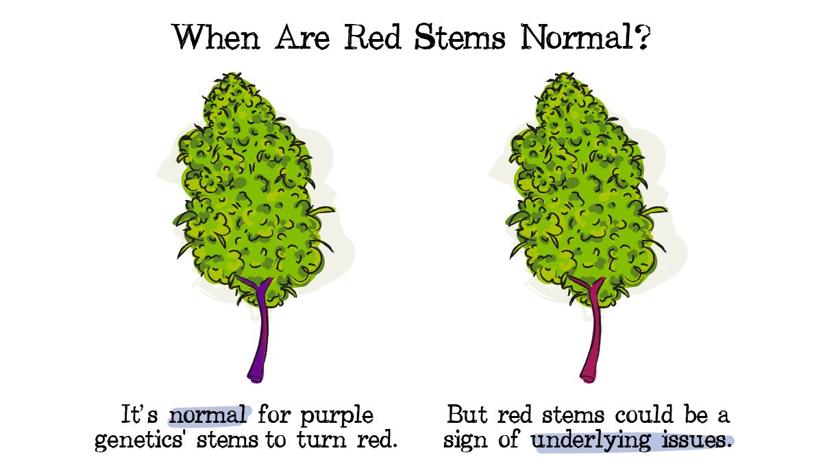 Red and purple cannabis stems: Genetics