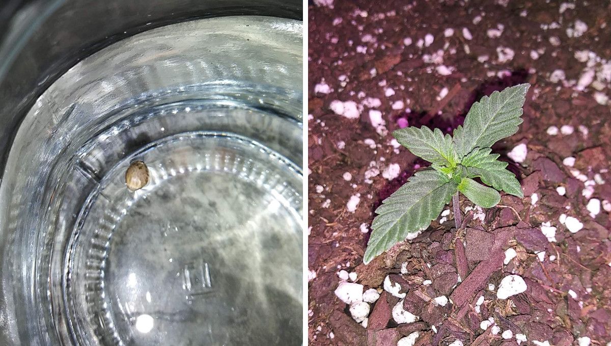 Which Of The Following Is True About Cannabis Critical Auto Cannabis Strain Week-by-Week Guide | Fast Buds