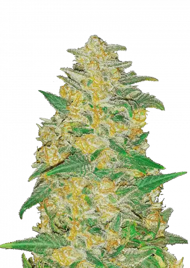 Photo of AK Auto