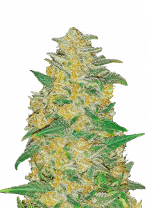 AK Auto