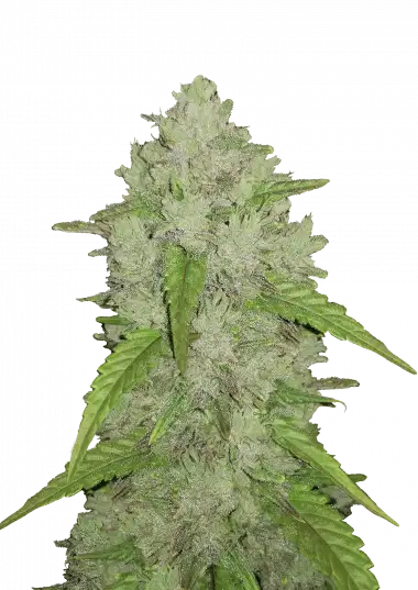 Photo of Amnesia Haze Auto