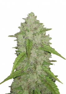 Amnesia Haze Auto