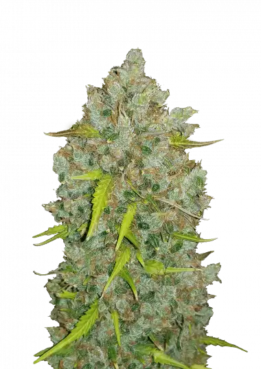 Photo of BubbleGum Auto