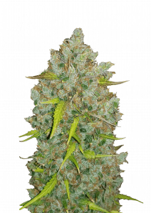 BubbleGum Auto
