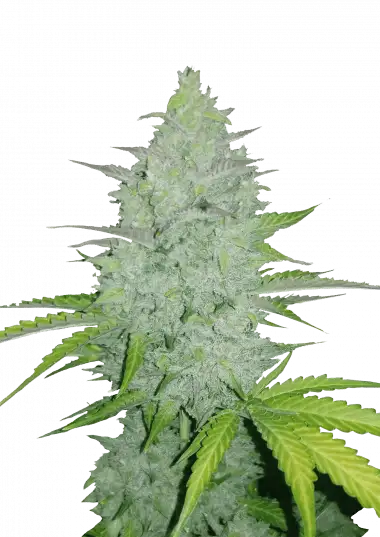 Photo of Cheese Auto