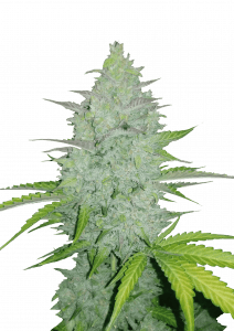Cheese Auto