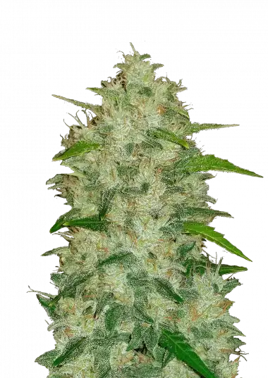 Photo of Chemdawg Auto