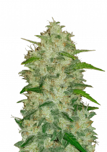 Chemdawg Auto
