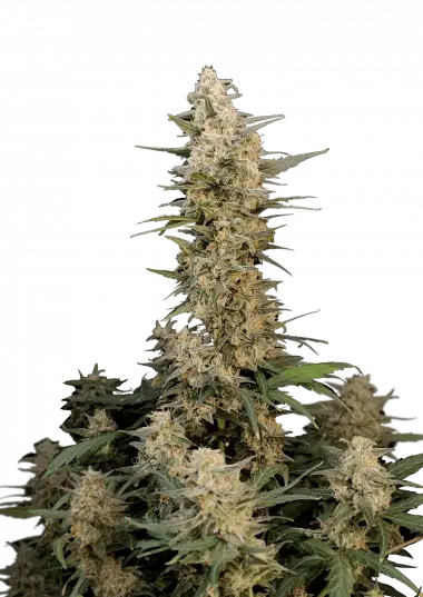 Photo of Critical Auto