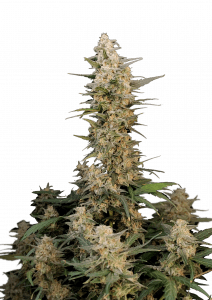 Critical Auto