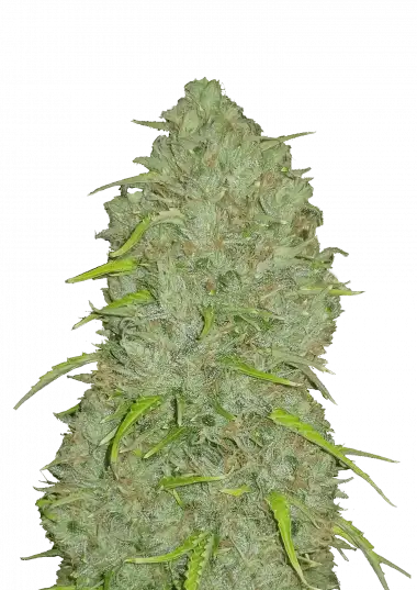 Photo of Jack Herer Auto