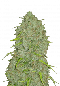 Jack Herer Auto