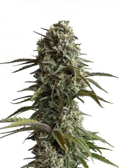 Photo of Skunk Auto