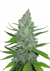 Sour Diesel Auto