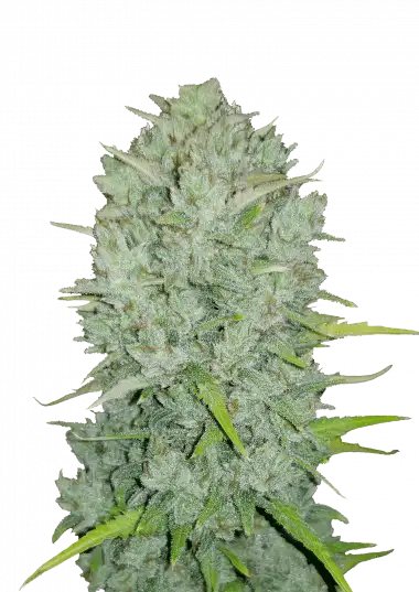 Photo of Northern Lights Auto