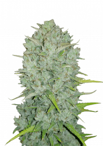 Northern Lights Auto
