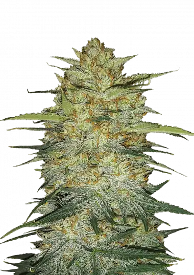 Photo of OG Kush Auto