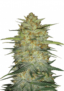 OG Kush Auto