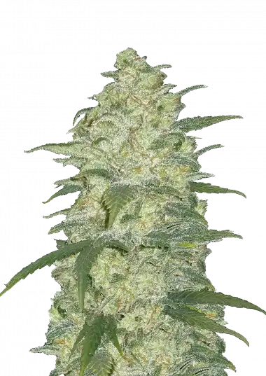 Photo of White Widow Auto
