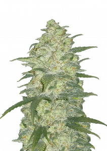 White Widow Auto