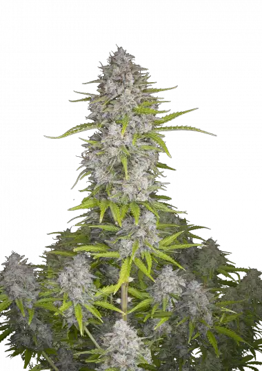 Photo of Orange Sherbet Auto