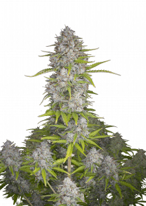 Orange Sherbet Auto